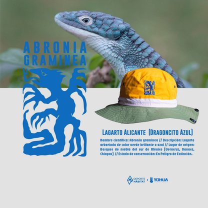 Abronia graminea - Fisherman Hat