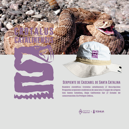 Crotalus catalinensis - Fisherman Hat
