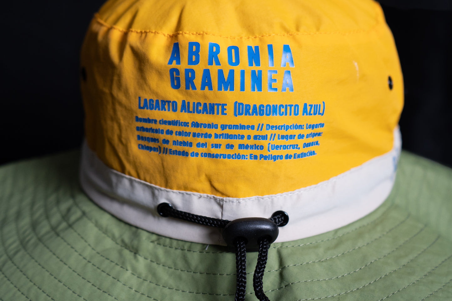 Abronia graminea - Fisherman Hat